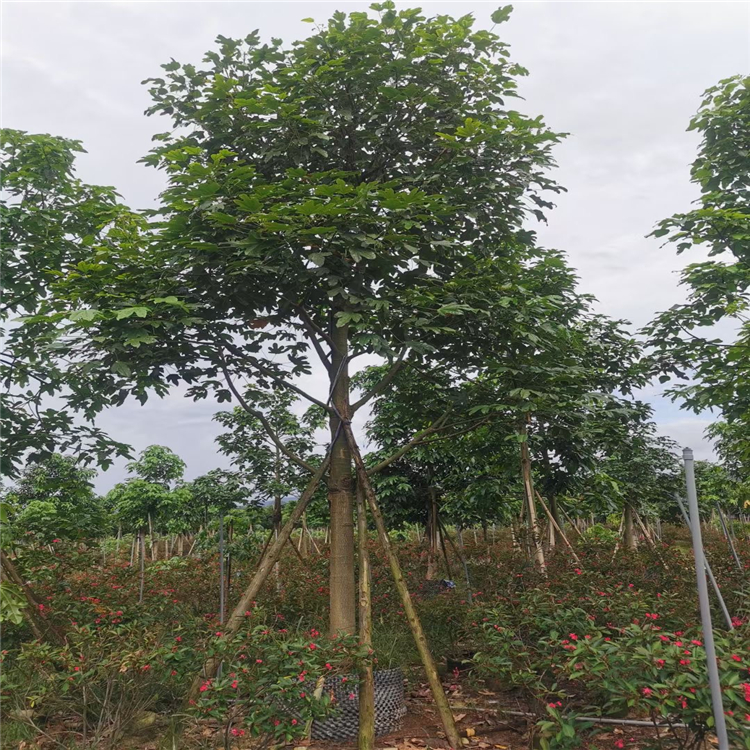 闽亿园林澳洲火焰木全冠地苗 胸径12-25公分四季常绿开红花