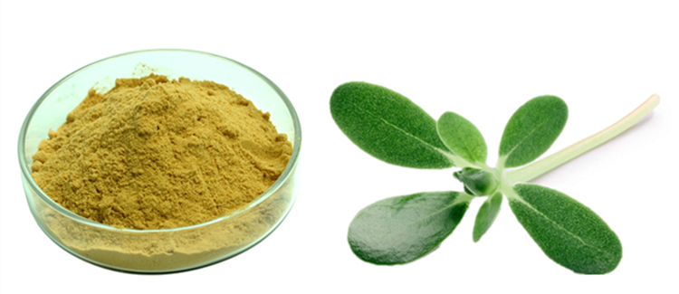 马齿苋提取物水溶性假马齿苋粉比例浓缩提取物