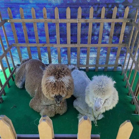 商场萌宠展那有租赁的乘骑矮马租赁的价格景区百鸟展