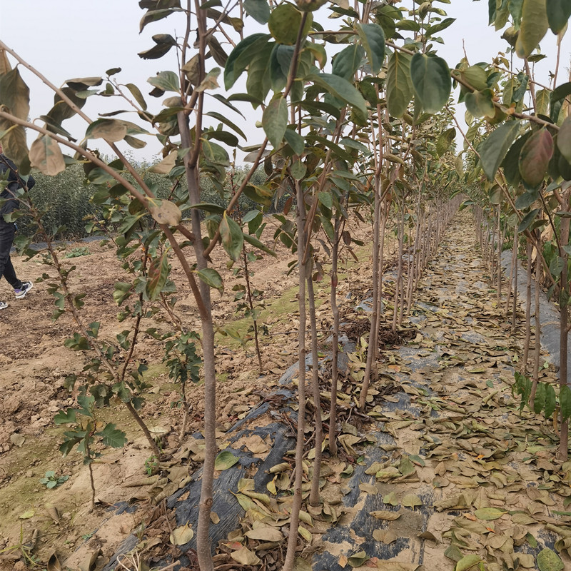3公分定杆脆甜柿子苗脆甜柿子树苗结果产量