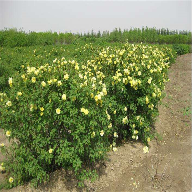 铁岭苗木地黄刺玫小苗黄刺玫工程苗可全国配送