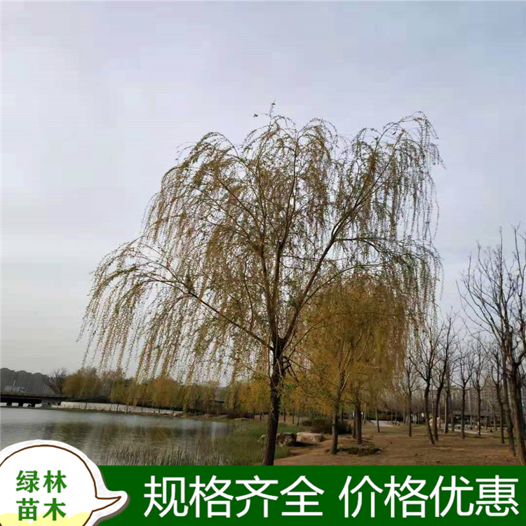 绿林定制垂柳造型柳树叶大荫浓邯郸jscl99冠幅丰满