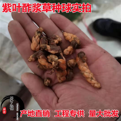 南通山毛豆种子近期行情