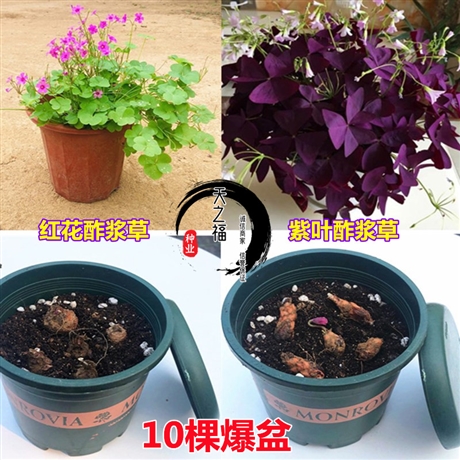 甘孜冬牧70黑麥草哪種好