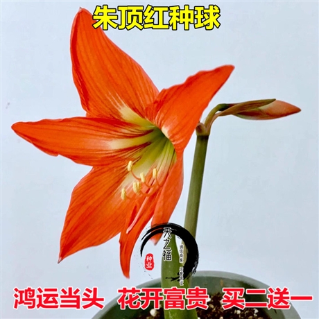 湖北幸運草種子品種