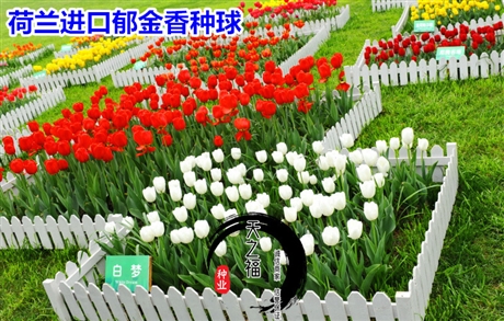 延安百日菊种子什么价