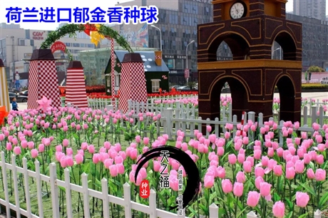 晉城4倍體黑麥草種子報價