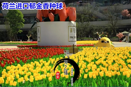 达州进口郁金香种球什么价