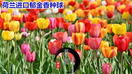 仙桃香水百合哪家好