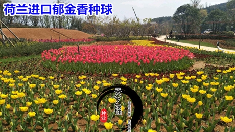山南三葉草種根廠家直供