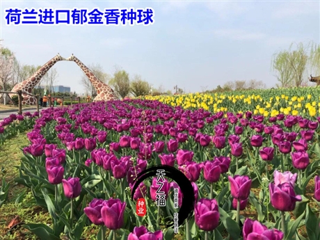 咸陽進(jìn)口郁金香種球價錢如何