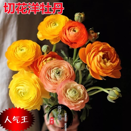 甘孜彼岸花种球厂家批发