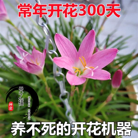 潮州長柔毛野豌豆種子品牌