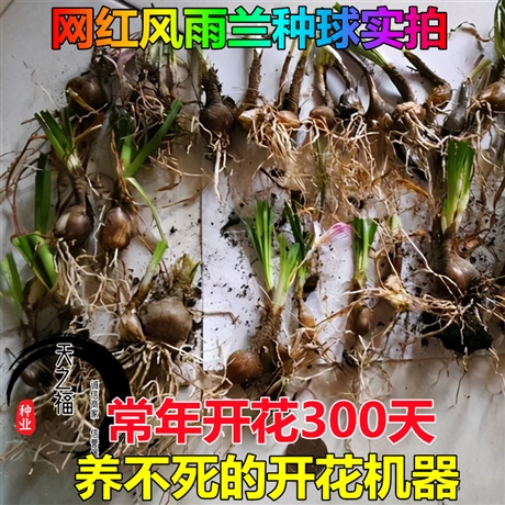 延安决明子种子价格