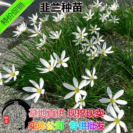 河源供應(yīng)綠肥種子出售