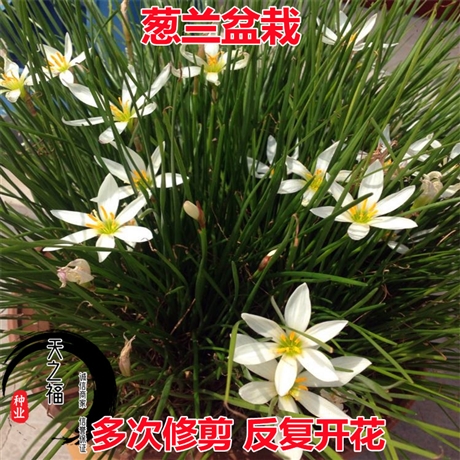 永州红花三叶草种子哪种好