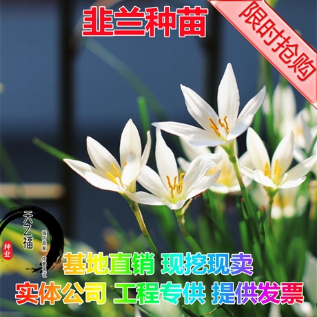 蕪湖風(fēng)信子種子批發(fā)商