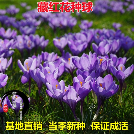 大兴安岭美国四季青草坪出售