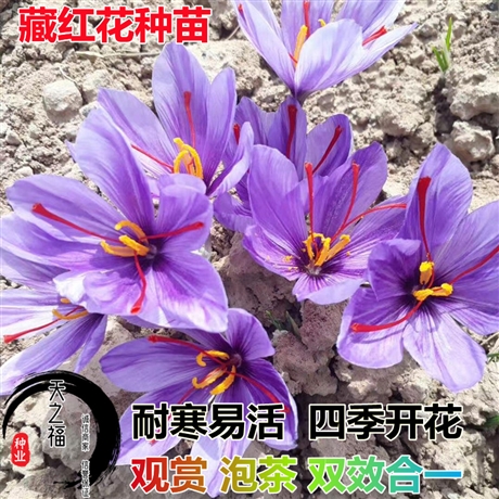 西安養(yǎng)牛牧草種子供應(yīng)