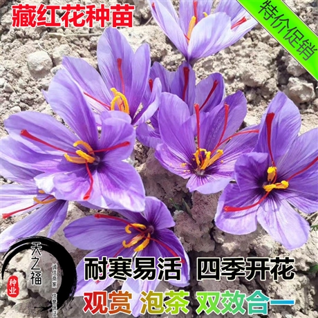西双版纳番红花图片