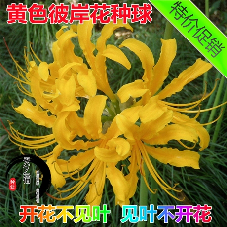 密云縣田菁貨到付款