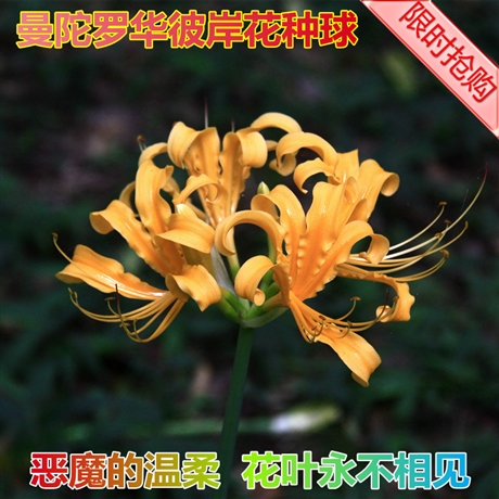 岳陽百慕大草坪種子哪里有賣