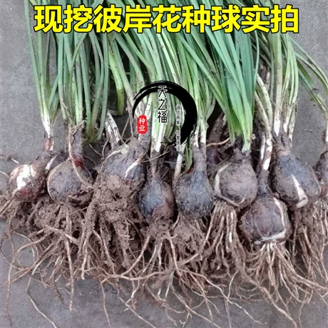 開封草木樨種子怎么賣