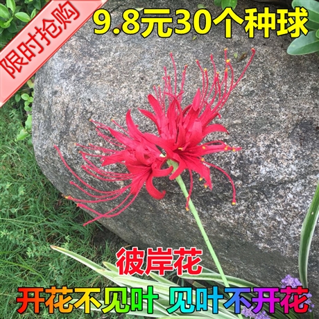 承德国标牧草种子采购