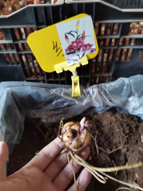 營口胡枝子種子近期行情