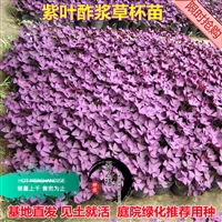 周口4倍体黑麦草种子价钱如何