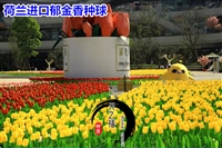 贺州百慕大草坪种子哪里有卖