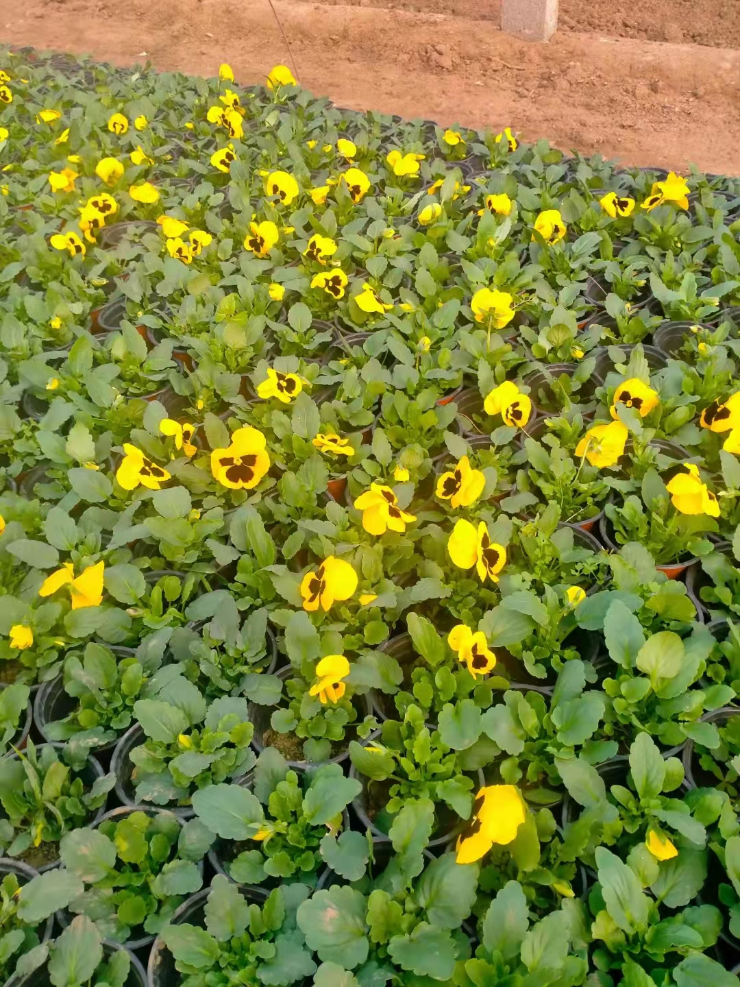 三色堇冬季草花基地花壇點綴用花三色堇價格