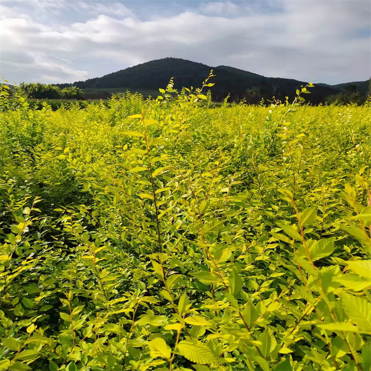 软景工程苗木金叶榆树苗1米2冠金叶榆球抗盐碱能力