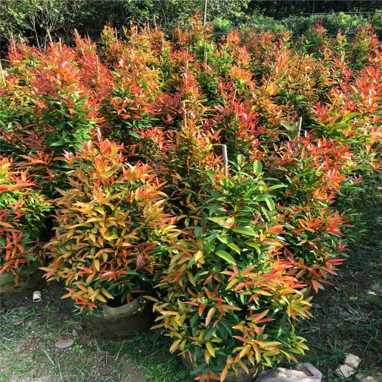 红车木红车树彩叶植物红鳞蒲桃鸿运当头福建基地批发