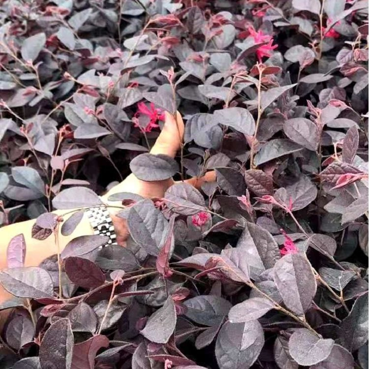 湖南移栽红花继木黑珍珠规格30至35高批发