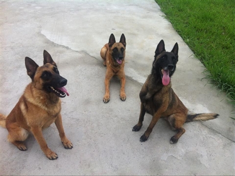 焦作市马犬拉布拉多犬批发