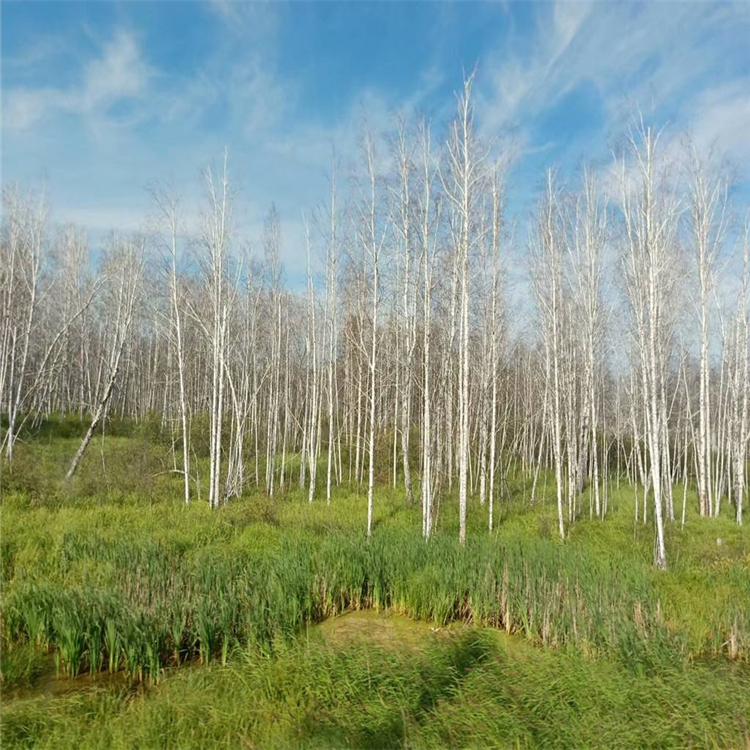 永益苗圃白桦树苗白桦树种植基地盐碱荒地风景林树种