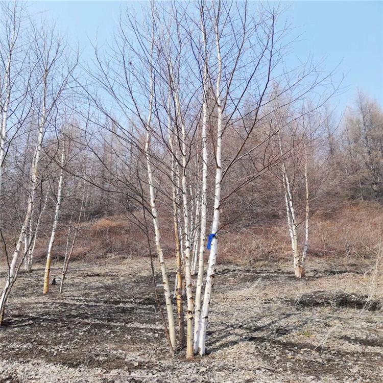 东北苗木地白桦树苗白桦树好货源批发值得信赖