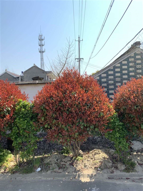 弶興園林地被苗木花卉紅葉石楠球培育基地批發紅葉石楠園林景觀灌木球