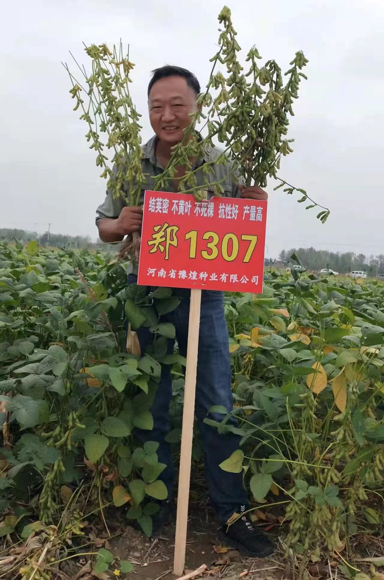 豫煌种业出售黄豆大豆种子郑1307品种