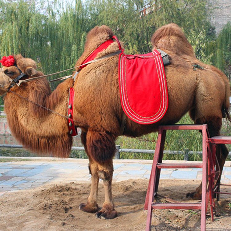 骆驼养殖场观光用骆驼出售骑乘双峰骆驼