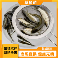 好活力草鱼苗出售 草鲩鱼苗脆肉草鱼苗培育技术