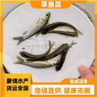 健壮良种草鱼苗出售 鲜活鲩鱼苗草鱼鱼苗货运全国