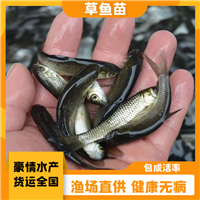 农业养殖淡水草鱼 草鱼苗 本土草鲩鱼苗 脆肉草鱼鱼苗出售