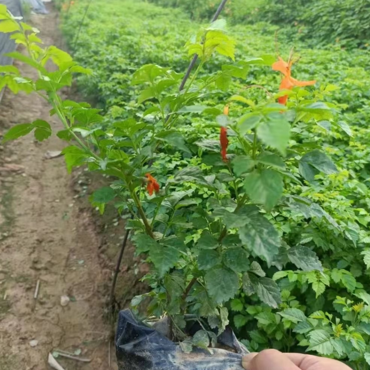 永益苗圃凌霄花凌霄花盆栽花冠內面鮮紅色