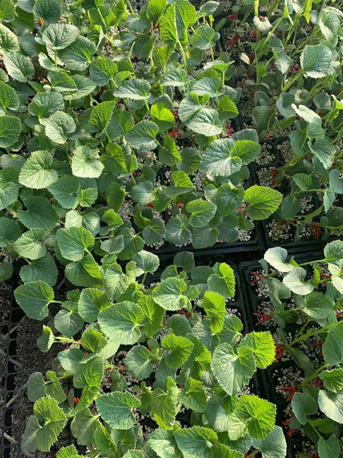 羊角蜜甜瓜苗山东甜瓜嫁接苗寿光甜瓜苗厂