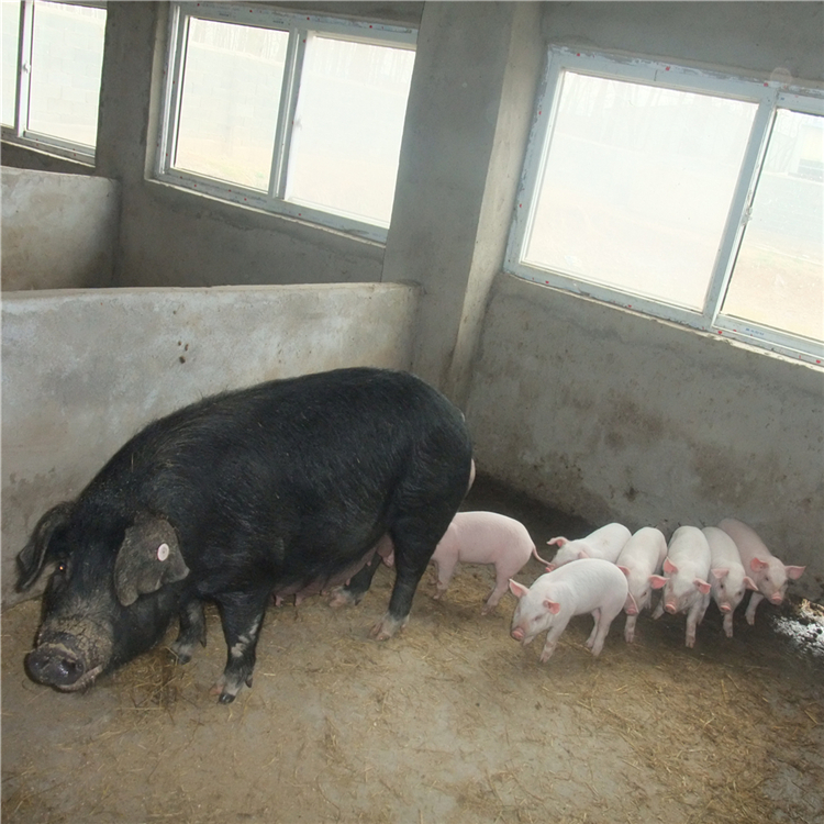 廣東新淮母豬價格出售梅山種母豬