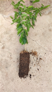 爱莎早熟柑橘苗批发 爱莎柑橘苗基地 爱莎杂柑柑橘苗批发 爱莎好吃的