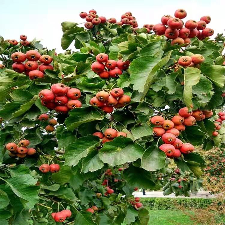 铁岭苗木地山楂树绿化果树苗可全国配送