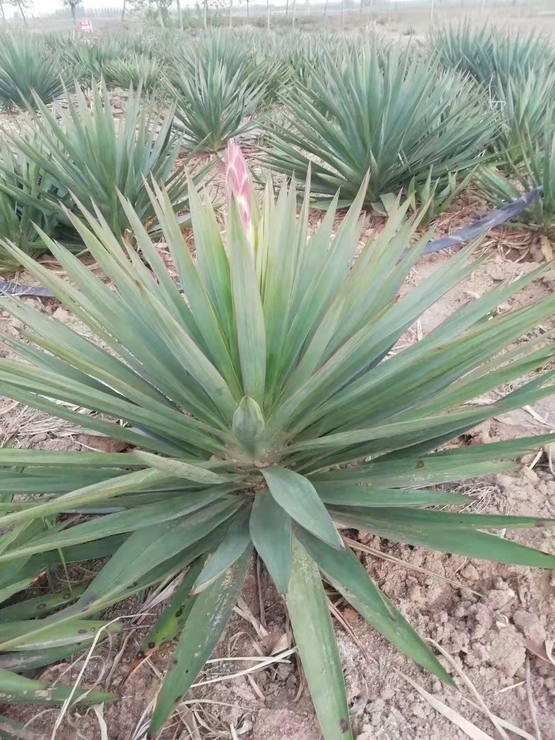 剑麻又称龙舌兰,是大家都熟悉的植物,原产墨西哥,龙舌兰酒是墨西哥名